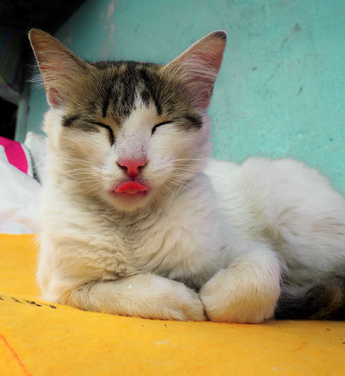 Betrouwbare kattenoppas aan huis | Kattenoppas Nederland