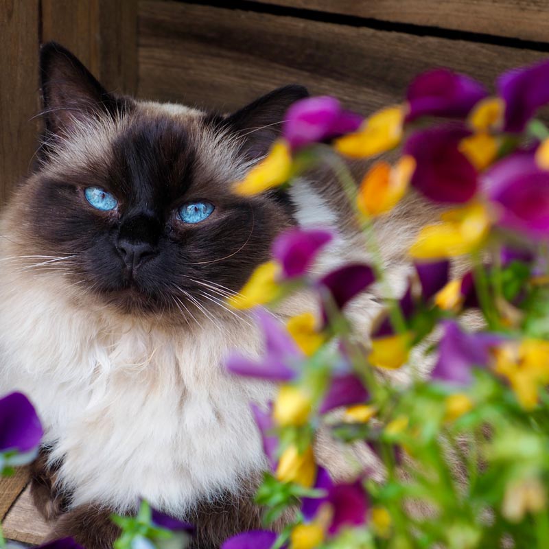 Wat kost een kattenoppas aan huis? | Kattenoppas Nederland