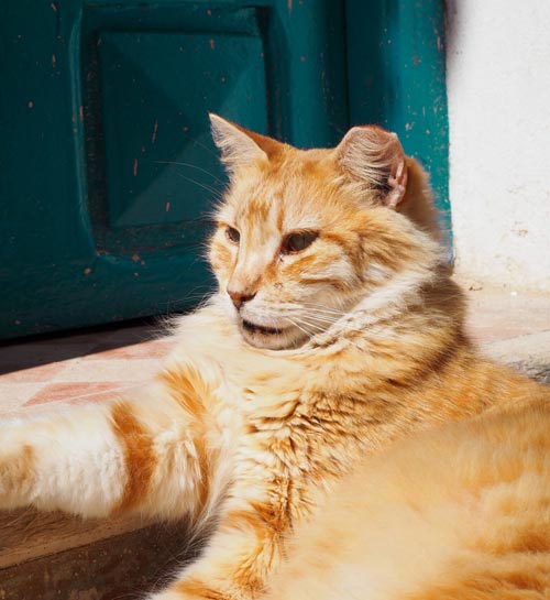 Wat kost een kattenoppas aan huis? | Kattenoppas Nederland