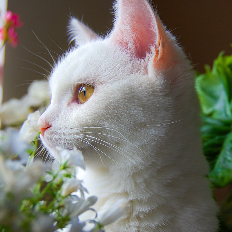 Kattenoppas Amersfoort