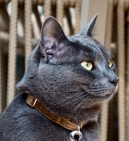 Kattenoppas Amersfoort