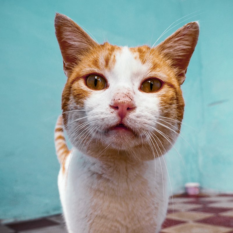 Kattenoppas Amsterdam