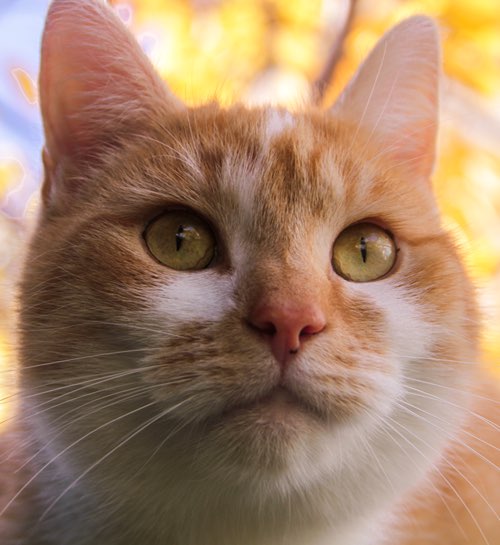 Kattenoppas Amsterdam