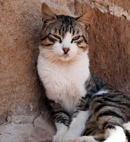 Kattenoppas Amsterdam