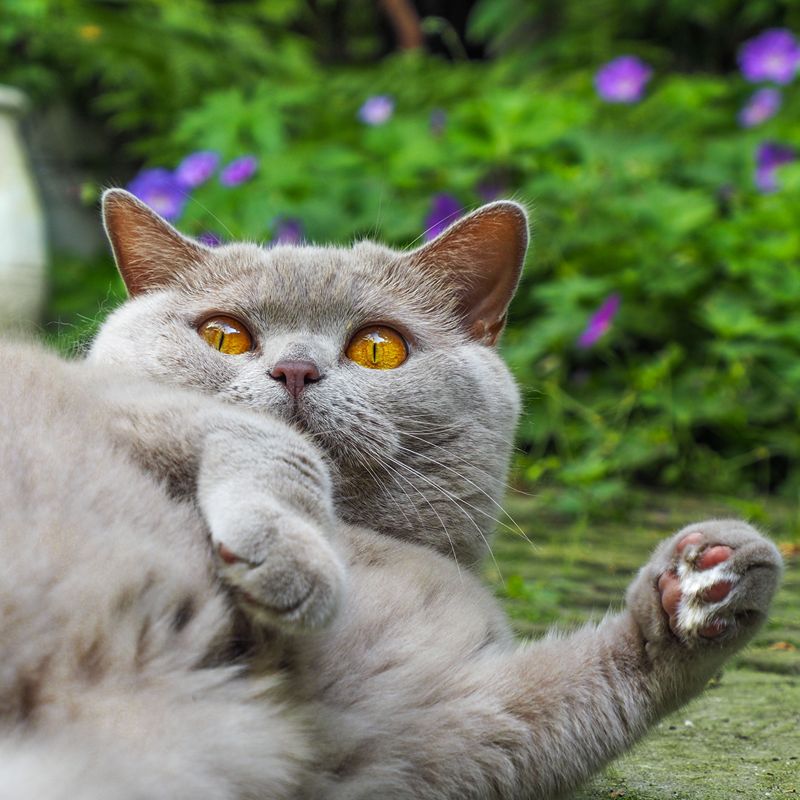 Kattenoppas Den Haag