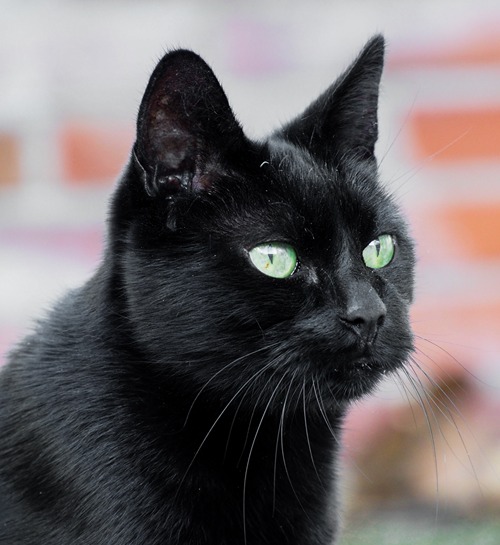 Kattenoppas Den Haag