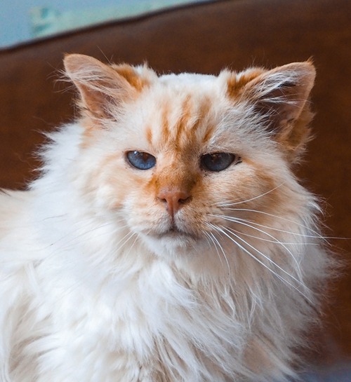 Kattenoppas Den Haag