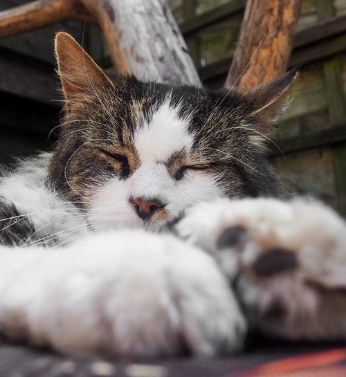 Kattenoppas Leiden