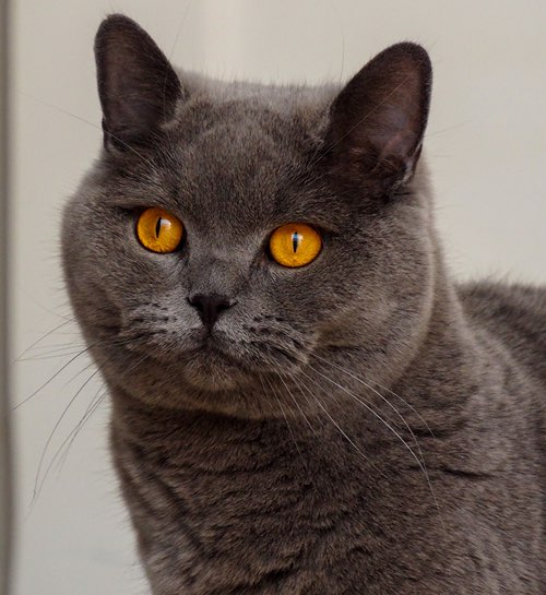 Kattenoppas Leiden