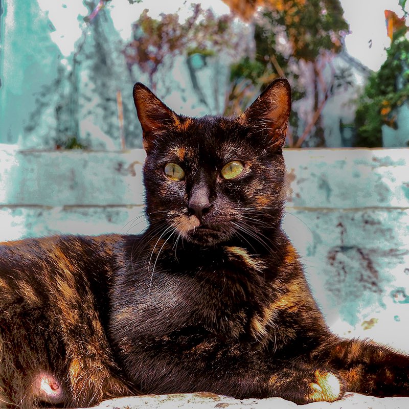Kattenoppas Rotterdam