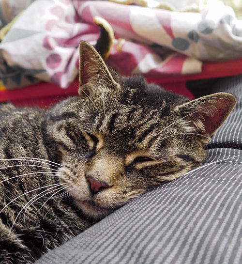 Kattenoppas Rotterdam