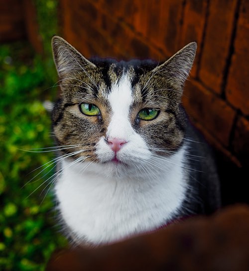 Kattenoppas Rotterdam