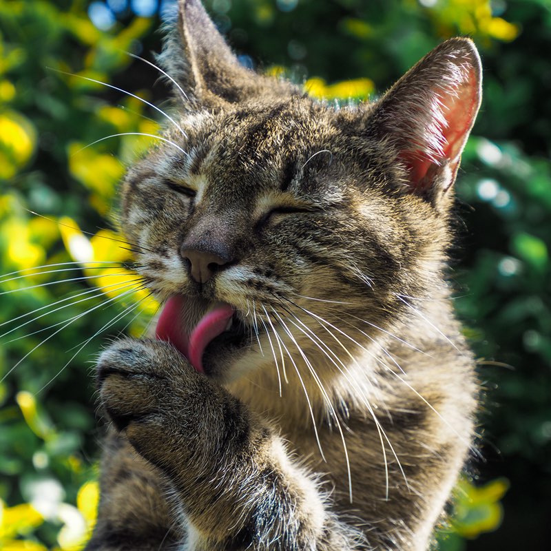 Kattenoppas Utrecht