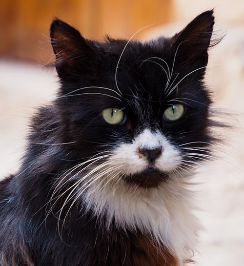 Zwart witte kat van kattenoppas aan huis in Utrecht