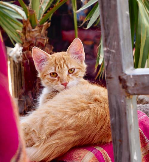 Kattenoppas aan huis | Contact | Kattenoppas Nederland