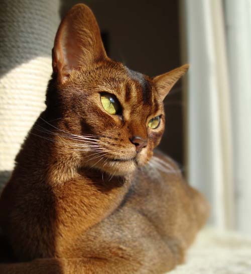 Kattenoppas aan huis | Contact | Kattenoppas Nederland