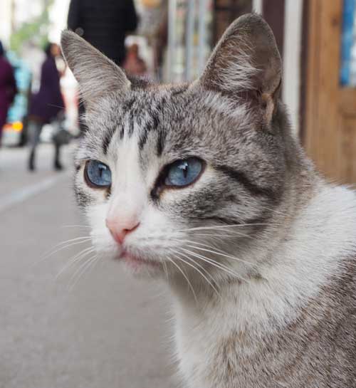 Kattenoppas Amsterdam