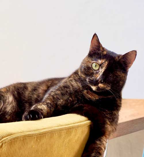 Word kattenoppas | Kattenoppas aan huis | Kattenoppas Nederland