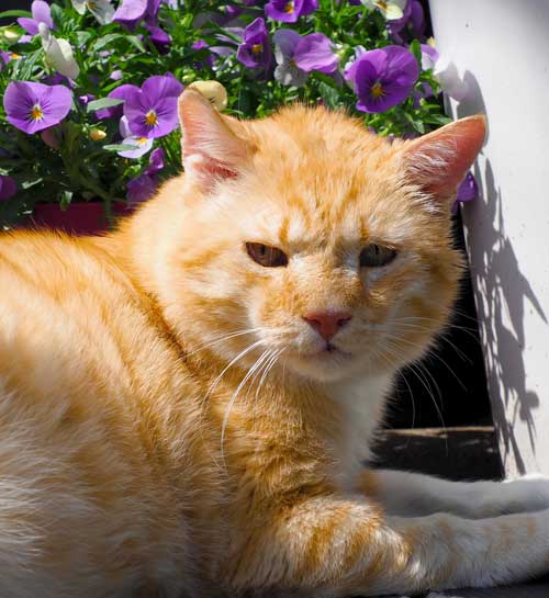 Word kattenoppas | Kattenoppas aan huis | Kattenoppas Nederland