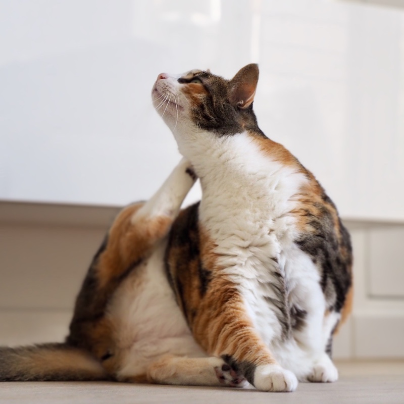 Kat heeft vlooien | Kattenoppas Nederland