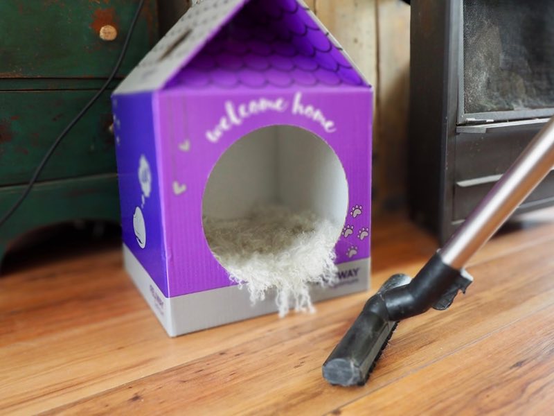 Vlooien in huis | Kattenoppas Nederland