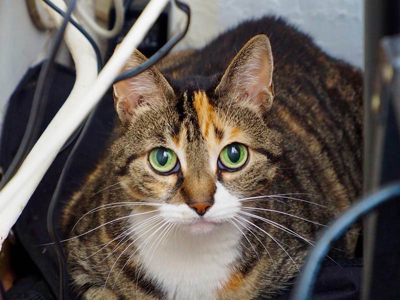 Bange kat miauwt | Kattenoppas Nederland