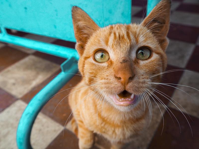 Miauwende kat heeft honger | Kattenoppas Nederland