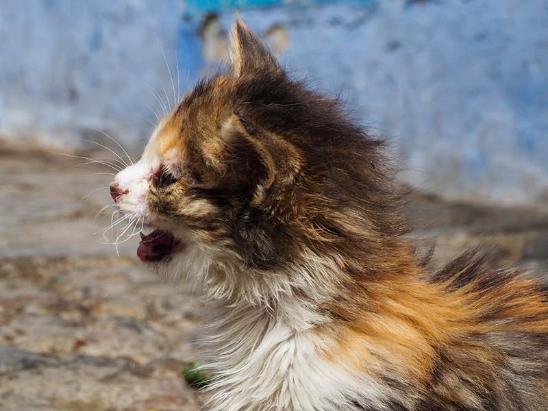 Miauwende kitten | Kattenoppas Nederland
