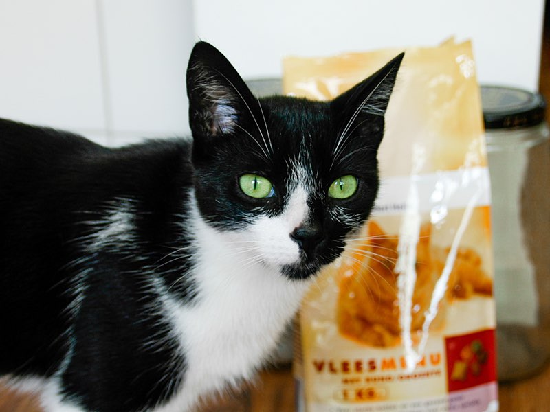 Wat eet een kat | Kattenoppas Nederland