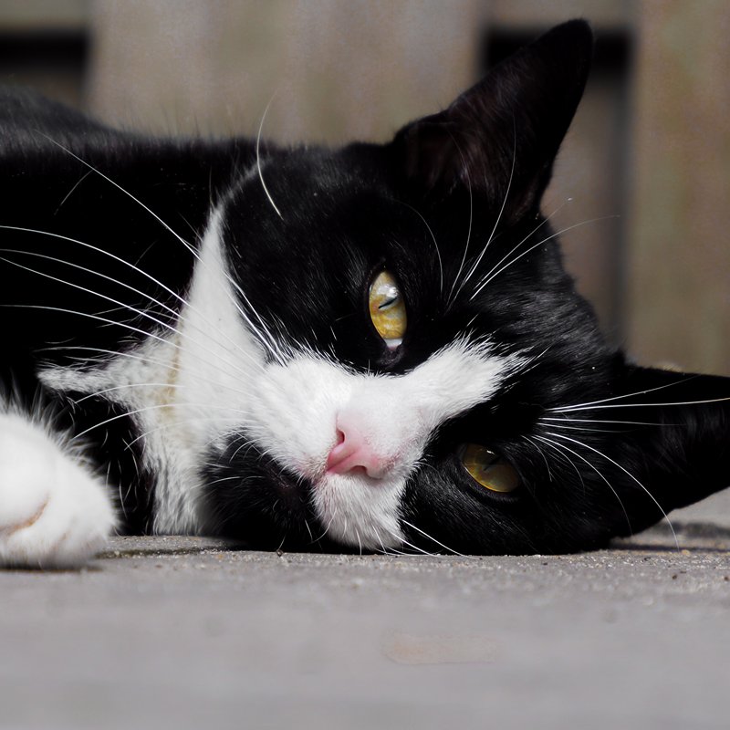 Zwart witte kater op de grond met kattenoppas uit Apeldoorn