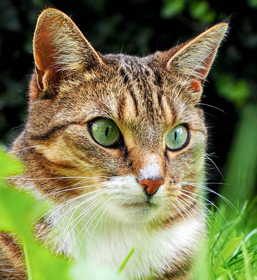 Prachtige kat Senna in de tuin met de kattenoppas aan huis in Apeldoorn