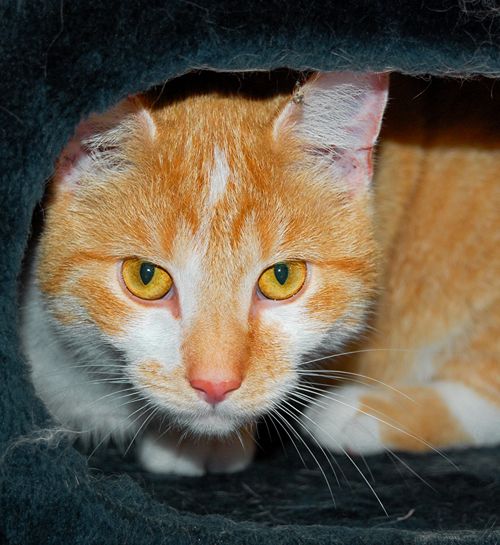 Rood witte kater in zijn mand met een kattenoppas uit Apeldoorn