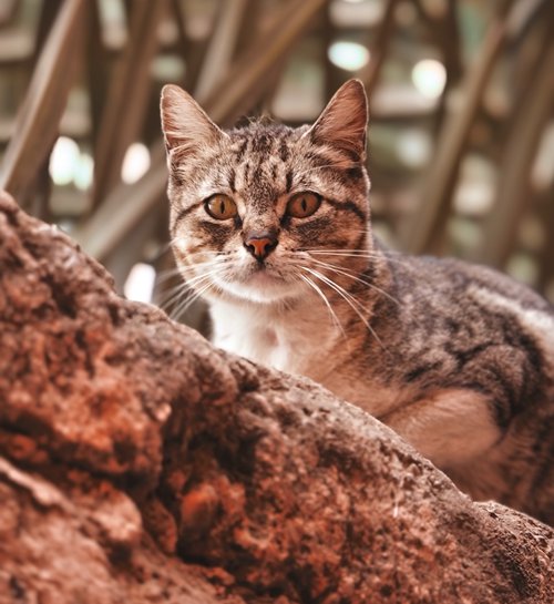 Bange kat buiten op de foto door kattenoppas uit Arnhem