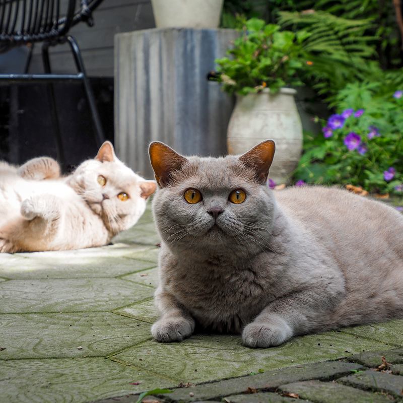 Britse kortharen raskatten in de tuin met een leuke kattenoppas uit Groningen