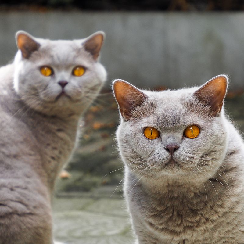 Katten Britse kortharen in de tuin bij een betrouwbare kattenoppas in Heerlen