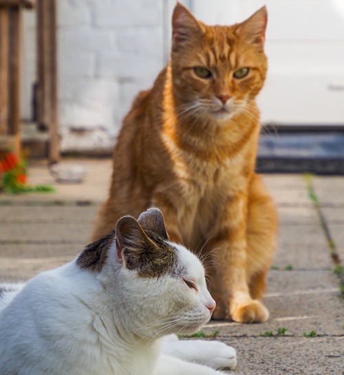 Katten broers in de tuin met hun favoriete kattenoppas uit Heerlen