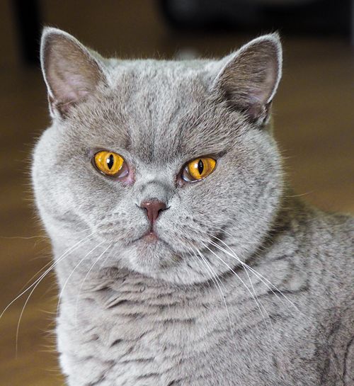 Britse korthaar raskat met een lieve kattenoppas uit Heerlen