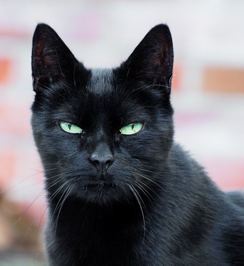 Prachtige zwarte kat in de tuin met de kattenoppas uit Leeuwarden