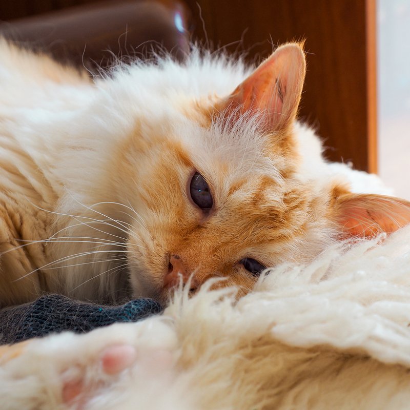 Lieve langharige kat bij de kattenoppas in de woonkamer