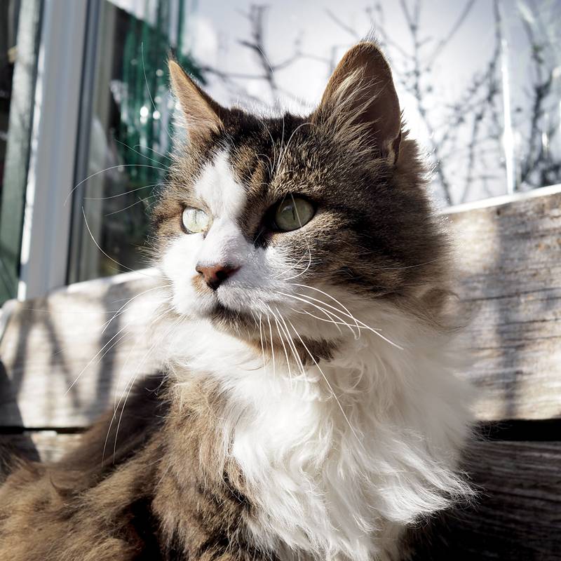 Langharige kat op de tuinbank met een lieve kattenoppas in Maastricht