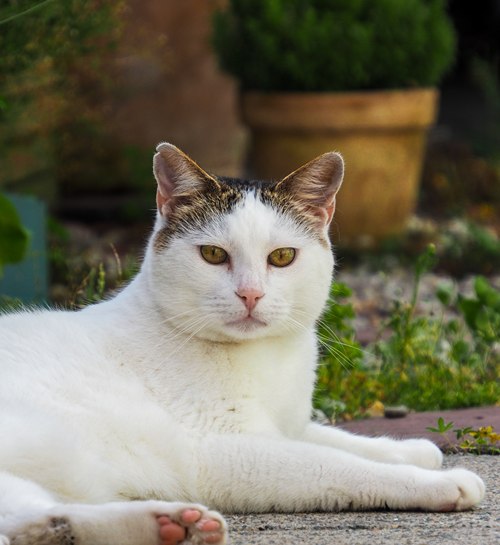 Witte kat ligt in de tuin bij kattenoppas uit Maastricht