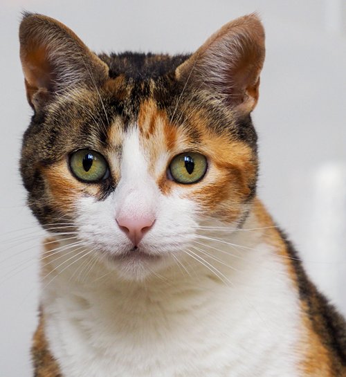 Schildpad kat kijkt naar camera van kattenoppas uit Maastricht