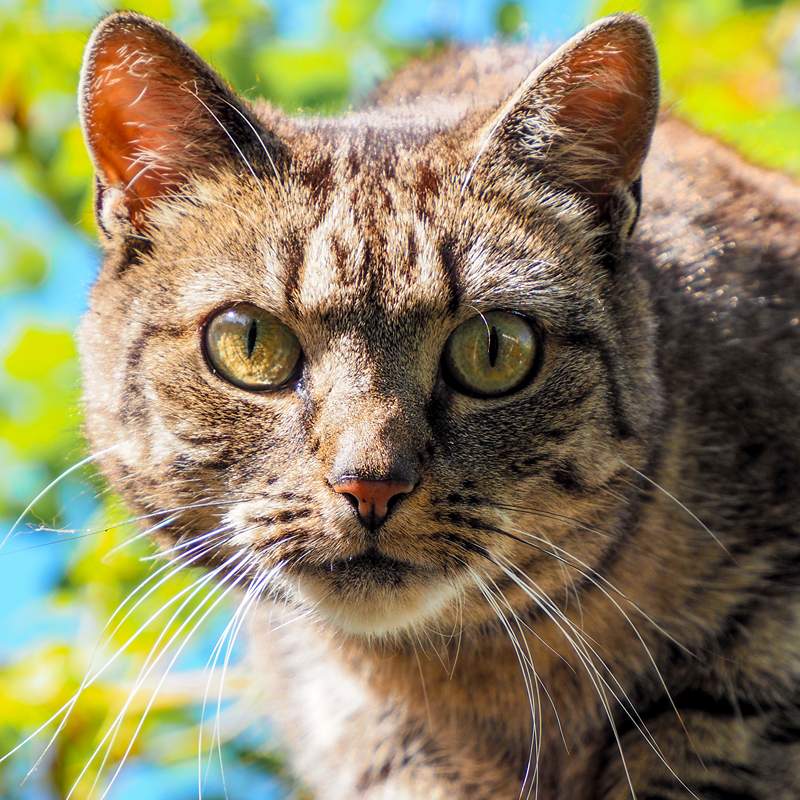 Prachtige kat in de tuin met een kattenoppas uit Nijmegen