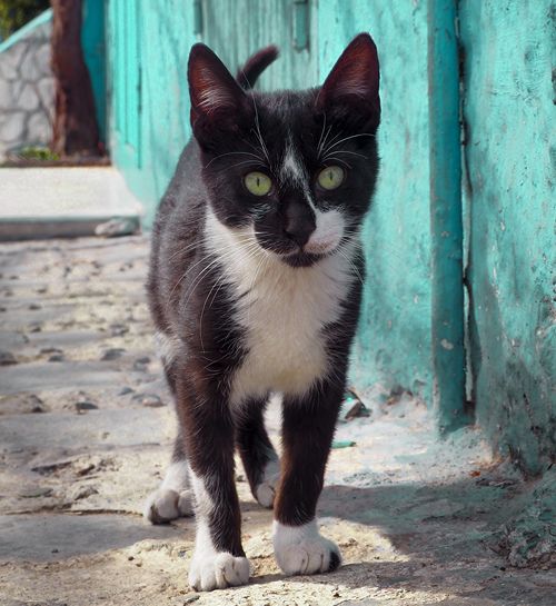 Lieve zwart witte kat op vakantie van de kattenoppas uit Nijmegen
