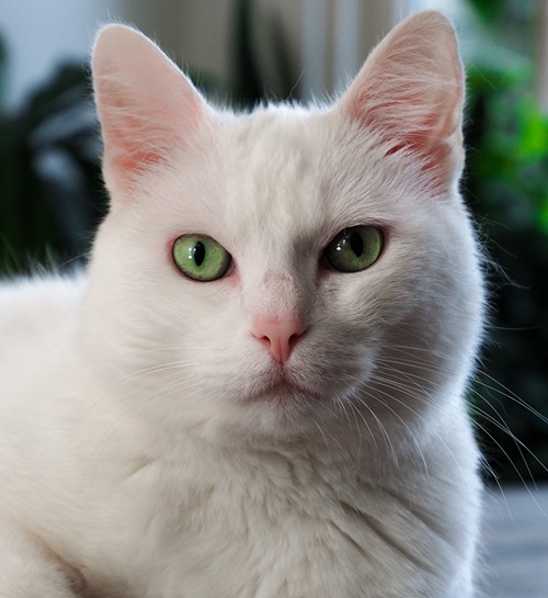 Witte kat in Nijmegen met kattenoppas aan huis