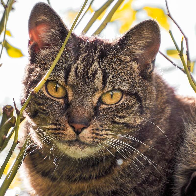 Mooie kat in de rozenstruik kijkt naar camera kattenoppas