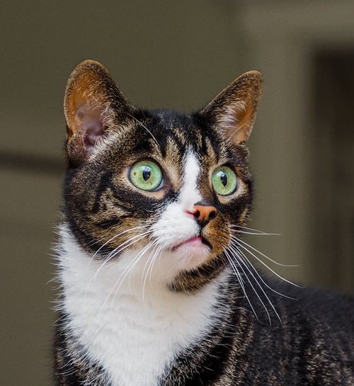 Verbaasde kat met kattenoppas uit Roosendaal in de woonkamer