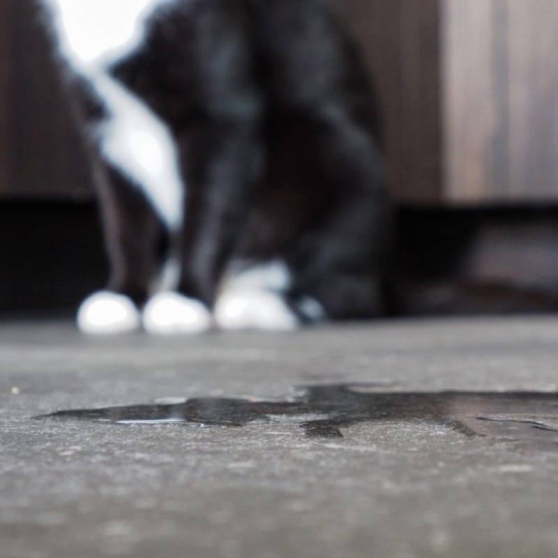 kat plast in huis