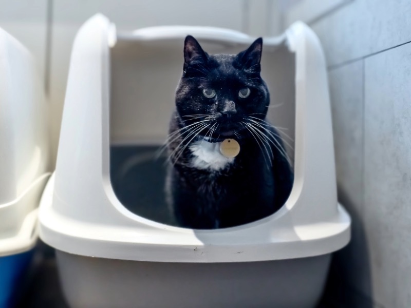 Kattenbak
