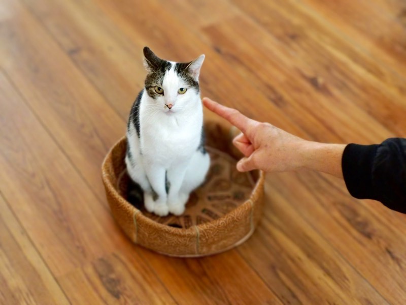Plassen in huis afleren